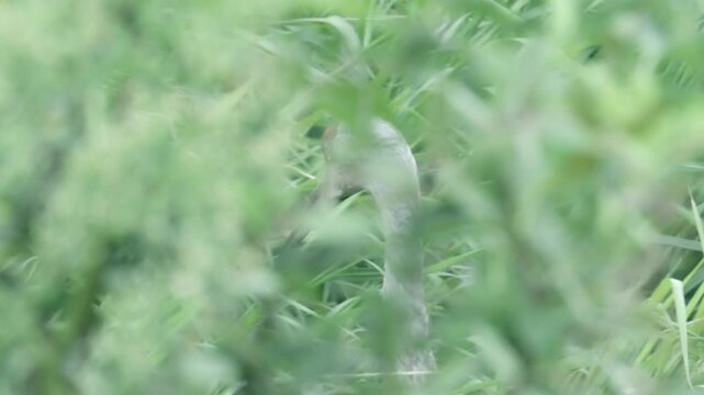 large bird native to North America, the sandal crane hiding behind the tall green blades of grass and disappearing