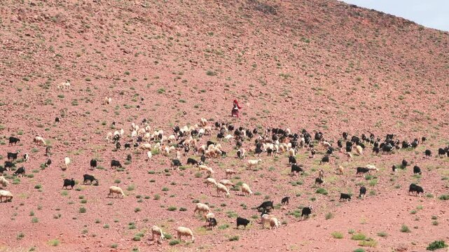 female farmer herding goats in the mountains in morocco