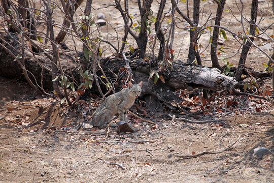 African Wildcat sitting in the shade, Etosha National Park Namibia

