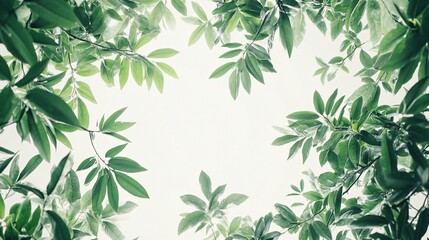 Fototapeta premium Lush green leaves framing a serene sky, creating a calming atmosphere.