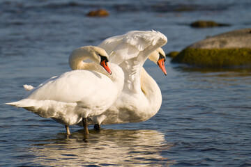 Obraz premium Höckerschwäne in der Morgensonne an der Ostsee 