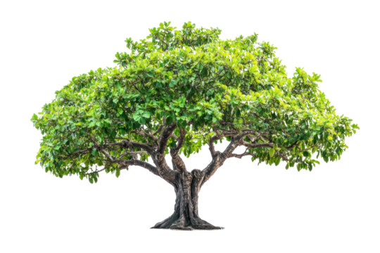 A beautiful, large tree with a strong trunk and a rich array of green leaves, symbolizing solitude and peace. The tree's branches are filled with healthy leaves