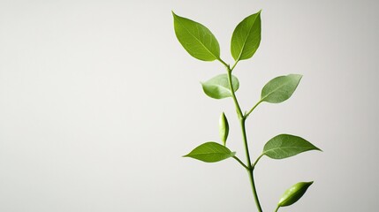 Fototapeta premium A delicate green branch with fresh leaves and buds against a minimalist background.
