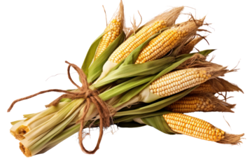 A bunch of sweet corn stalks tied together with twine, featuring green husks and golden kernels peeking through