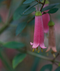 Beautiful close-up of correa pulchella