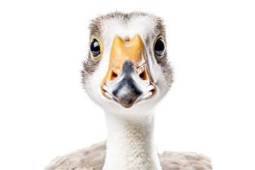 A charming long-necked goose with soft downy feathers and big expressive eyes, in a curious pose