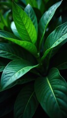 Dark leafy greens enveloping a mysterious plant, lush foliage, tropical