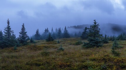 Misty mountain landscape with evergreen trees and low vegetation.