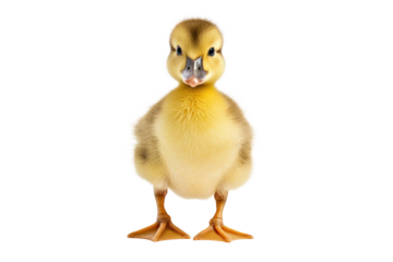 A close-up of a cute yellow duckling with soft downy feathers, standing and facing slightly to the side, looking up with an adorable expression.