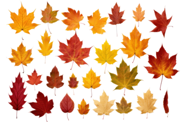 A collection of colorful autumn leaves from Canada, featuring maple, oak, and birch leaves in rich tones of crimson, amber, and gold.