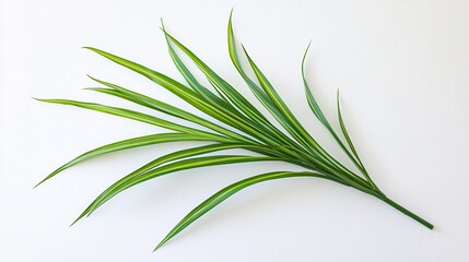 Obraz premium A vibrant green palm frond with long, slender leaves on a clean white background.