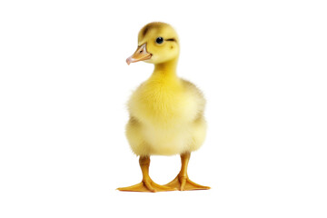 Fototapeta premium A cute yellow duckling standing on one leg, scratching its head with the other foot, showcasing its playful and curious nature.