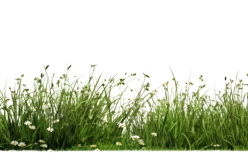 A dense patch of dark green grass with a soft, velvety texture, interspersed with small wildflowers for added color and contrast against the green backdrop.