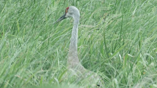 crickets make up a large part of the insect diet of this large avian beast, the gray sandhill crane