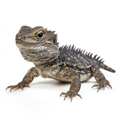 Obraz premium Juvenile lizard, textured scales, alert pose, isolated white.