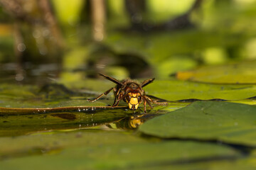 Low angle front view photo of a large european hornet sitting on a water lily leaf drinking water