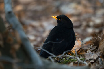 Close up of beautiful european blackbird male half hidden on the forest floor