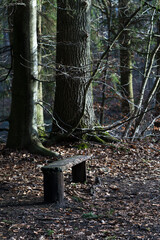 Old simple bench in the autumn forest with very large tree trunks in the background
