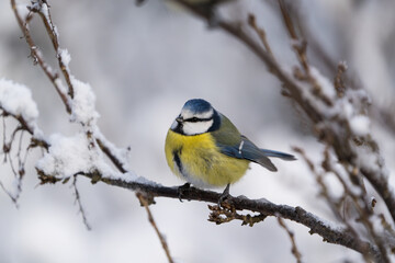 Naklejka premium Close up view of a cute blue tit bird sitting on a icy twig in winter with snow around it and blurred background