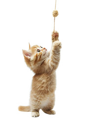 Playful Orange Kitten Reaching for a Ball of Yarn with Paws