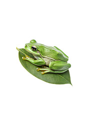 Green Frog Sitting on Leaf with Detailed Textures in Nature