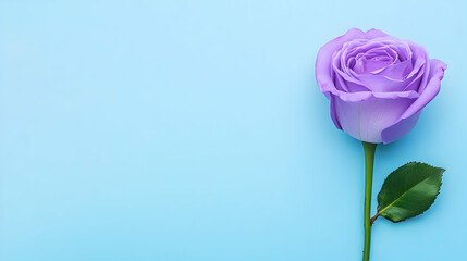 Fototapeta premium A beautiful lavender rose shines against a calming blue background