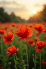 Field of poppy flowers in the soft light of dawn, serene, gentle