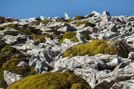 Azorella selago species of cushion plant at Falkland Islands