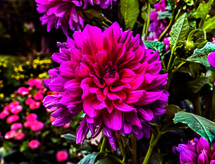 Obraz premium View of dahlia in the garden. Variety - Thomas Edison