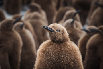 Fototapeta premium Baby chick of King Penguin in South Georgia