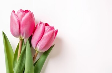 Stunningly Beautiful Pink Tulips Set Against a Pure White Background, Making a Striking Contrast