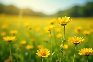 Field of yellow daisies swaying gently in the breeze, landscape, wildflowers, sunlight