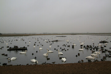 A close up of a Whooper Swan at Martin Mere Nature Reserve