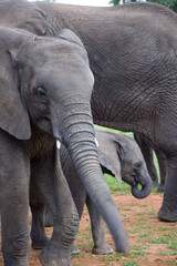 Young elephants in a wildlife sanctuary in Africa