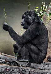 Obraz premium Young gorilla eats leaves. Latin name - Gorilla gorilla 