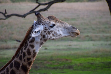 Portrait of a giraffe in a nature reserve in Africa
