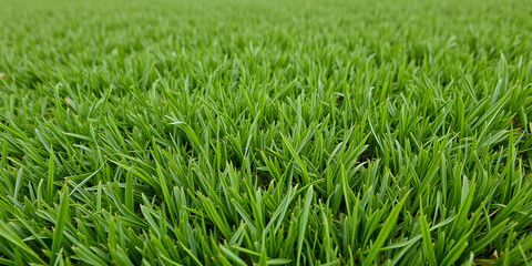 Fototapeta premium Texture of an even green lawn as a background