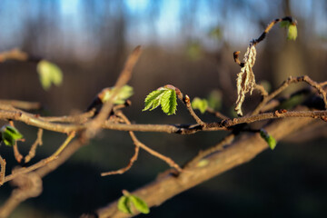 spring leaves on a tree