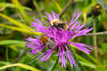 Ackerhummeln ( Bombus pascuorum ) auf Wiesen-Flockenblume	