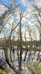 A tranquil view of bare trees reflected in water, amidst serene surroundings showcasing the beauty of nature's stillness, under a bright blue sky with fluffy clouds