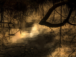 Calm water reflecting the warm golden hues of sunset, with silhouetted branches adding depth and a...
