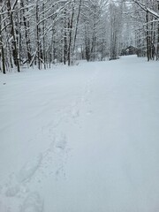 Snowy Winter Forest Path