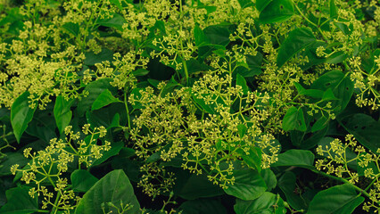 Vibrant yellow flowers of Mikania micrantha known as bitter vine intermingle with green leaves...