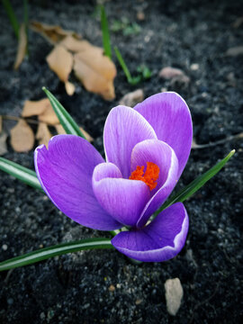 Purple crockus flower in the garden