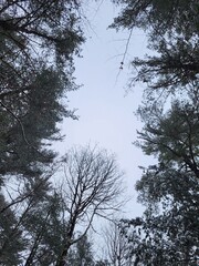Trees