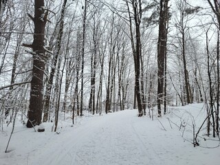 Snowy Winter Forest Path