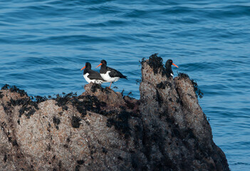 Famille d'Huîtriers pie sur un rocher en Bretagne - France
