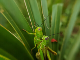 closeup A pair of grasshoppers perched on the leaves of a fan palm plant