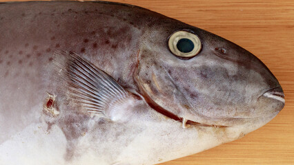 Close-up of the head of Horseface unicorfish or naso fageni fish on a wooden surface showing its...