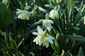 Fototapeta premium Close-up of white 'White Lion' daffodil with layered petals